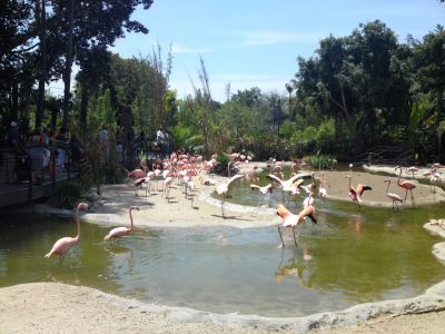 San Diego Zoo Flamingos