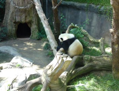 San Diego Zoo - Oso Panda
